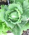 square foot gardening cabbages 125x150