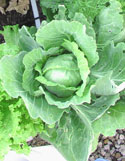 cabbages