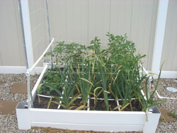 small-garlic-tomatoes-june