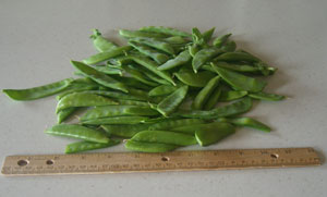 small-harvest-peas-june-22