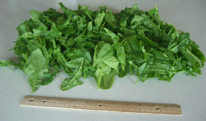 small-harvest-spinach