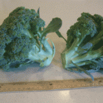 square foot gardening broccoli 150x150
