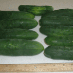 square foot gardening cukes 150x150