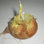 square foot gardening onion 150x150