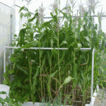 square foot gardening support corn 150x150