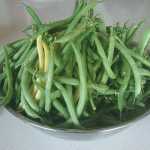 square foot gardening August 2010 bean harvest 150x150