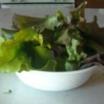 square foot gardening 2011 6 lettuce 150x150
