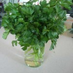 square foot gardening 2011 6 parsley 150x150