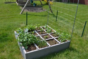 The sugar snap peas are starting to climb the trellis!