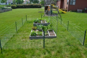 My husband built a fence around the garden to keep out the bunnies.  We have so many!