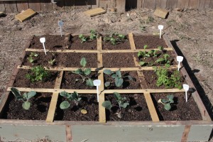 square foot gardening IMG 06452 300x200