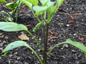 baby jalapenos