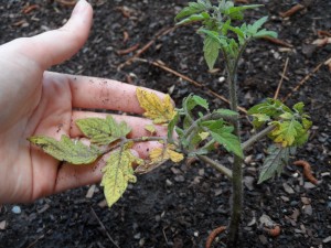 What may be wrong with these guys. lower leaves on tomato plants are starting to yellow