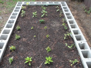 Castor, La Alaina Glover BE Peas, Squash, Cukes, Jalapenos, Yellow and Bell Peppers, Marigolds, Strawberry, and Tomato. 