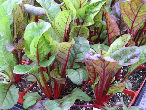 Swiss Chard square foot gardening Swiss Chard Red 300x225
