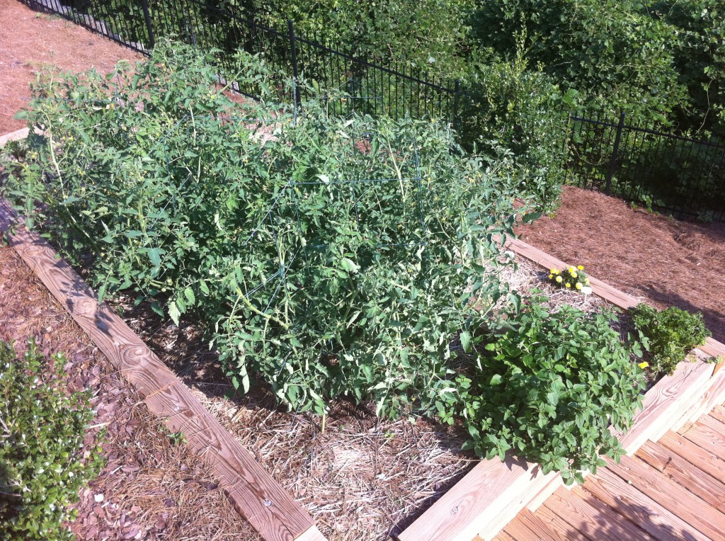 Tomatoes Spring 2011