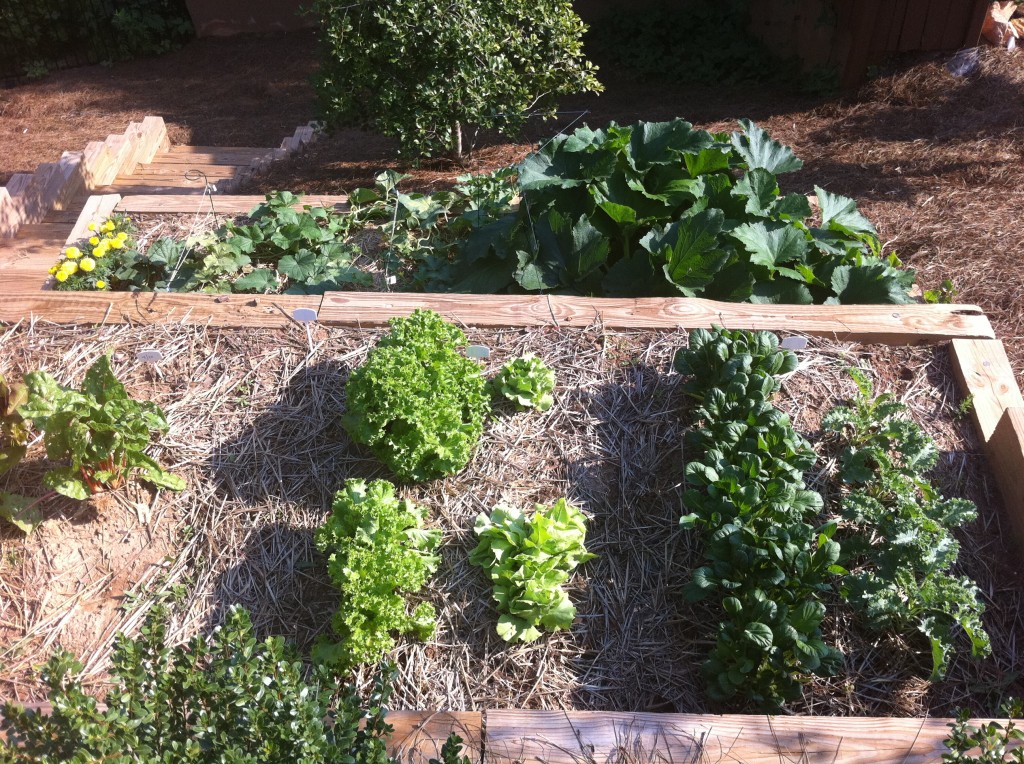 Spring Veges 2011