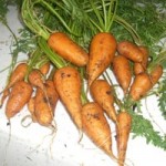 square foot gardening carrots2 150x150
