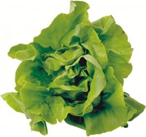 lettuce