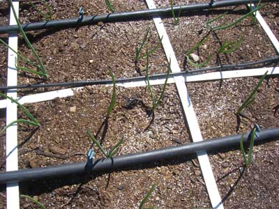 Organic Gardening Fertilizer on Square Foot Gardening Onions Fertilizer